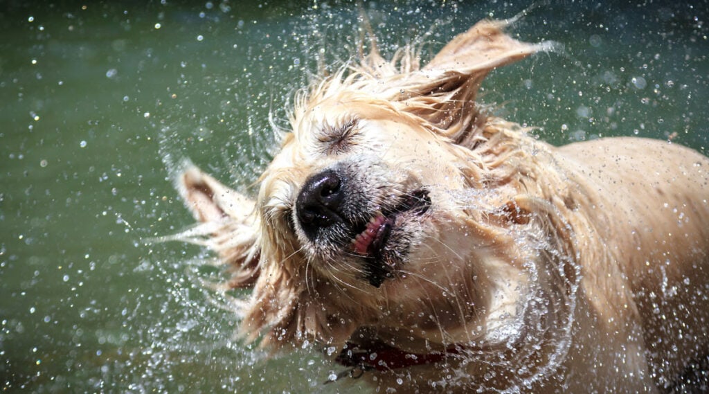 A dog shaking off