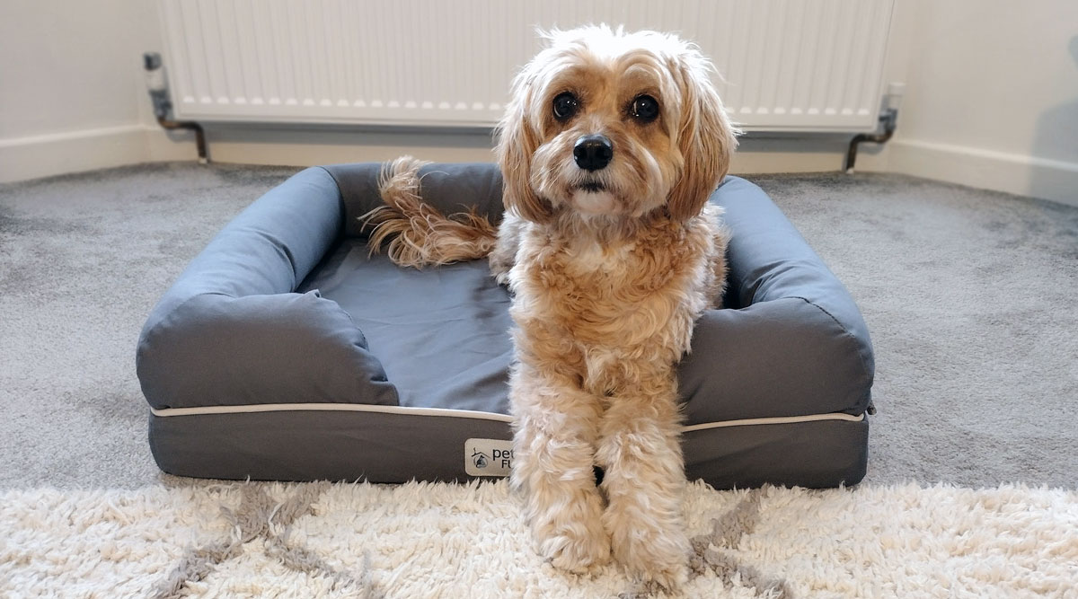 We've compiled a list of the best orthopedic dog beds