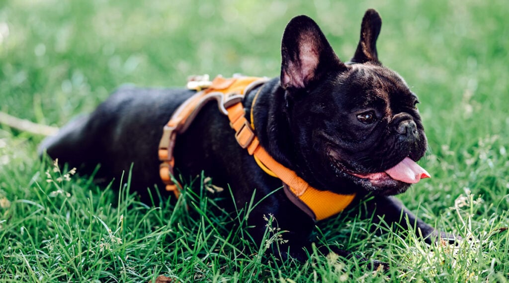 A guide to choosing a pug harness