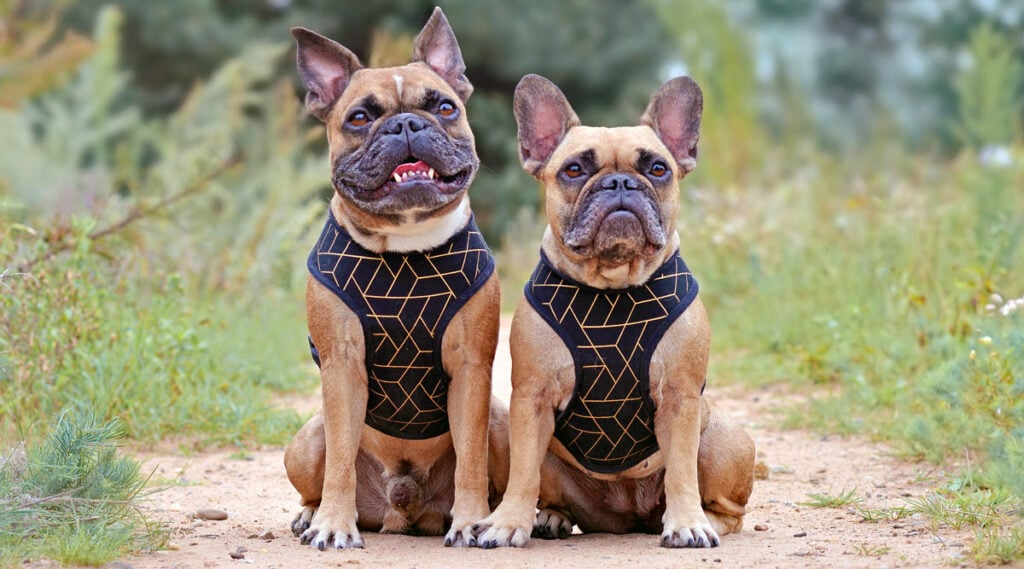 Two frenchies wearing harnesses