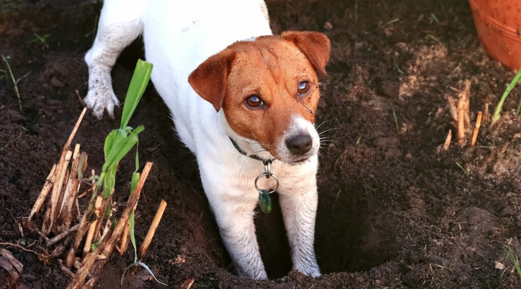 A dog digging a hole