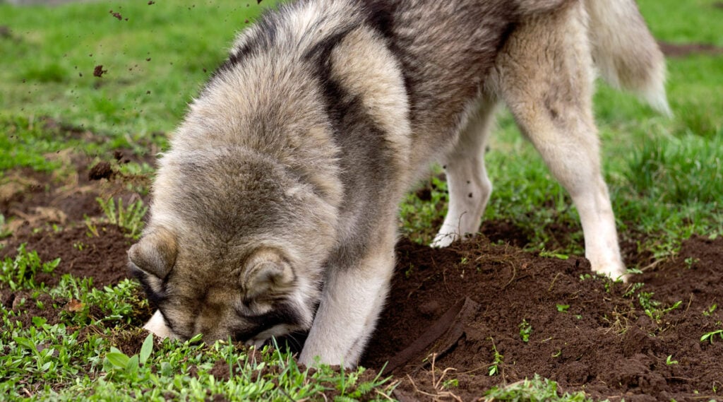 Husky digging