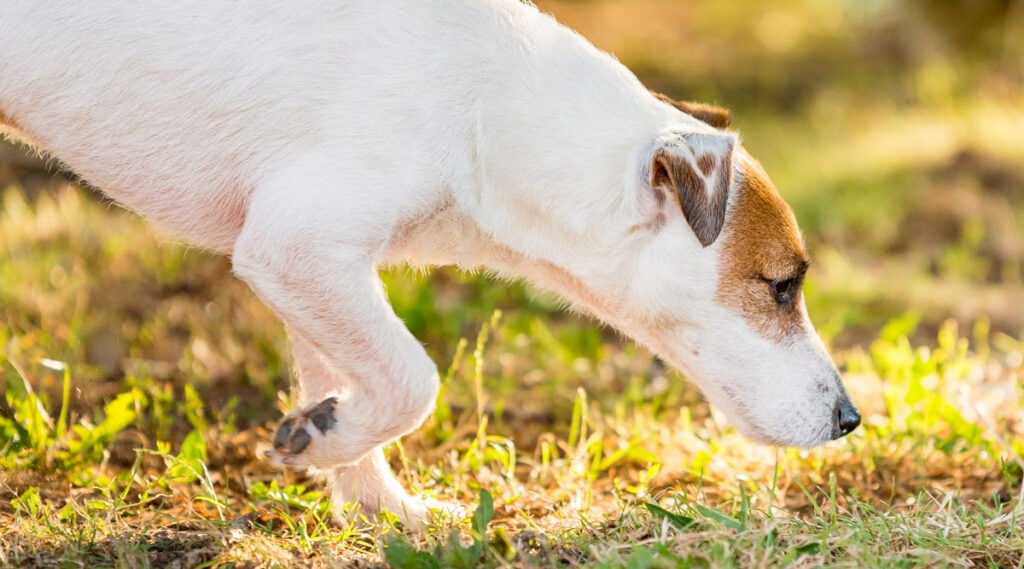A Jack Russell sniffing the ground