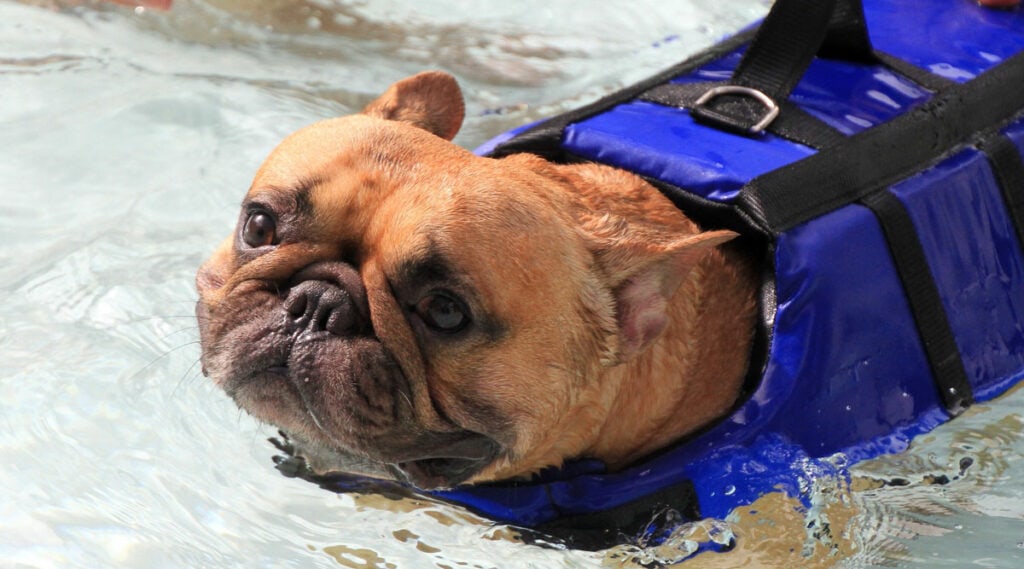 A French bulldog in water