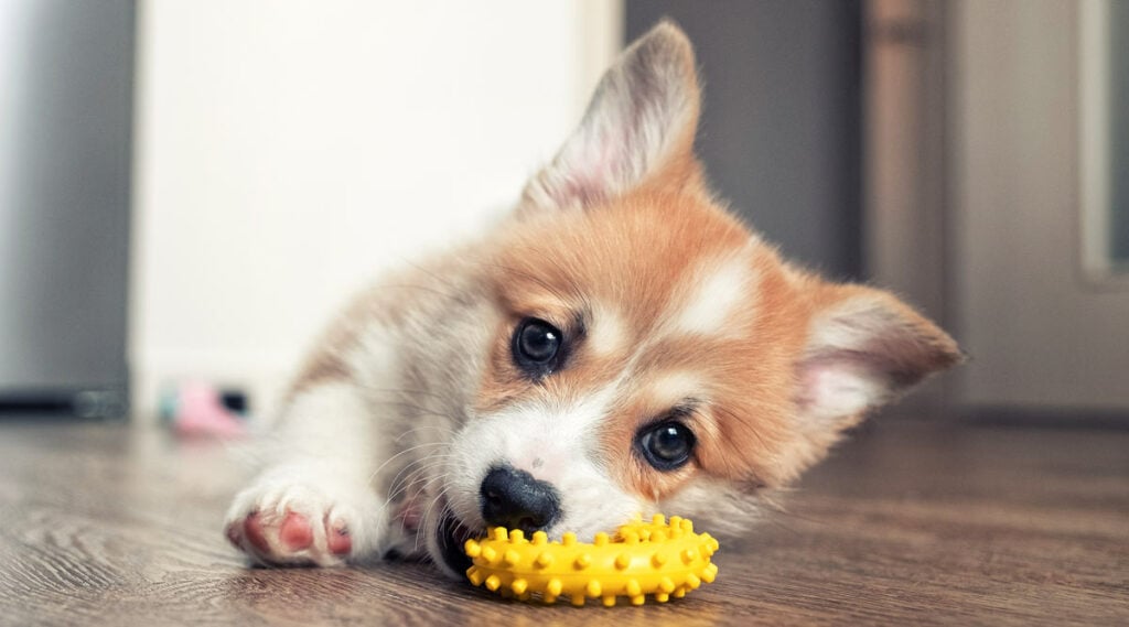 A puppy playing with its toy