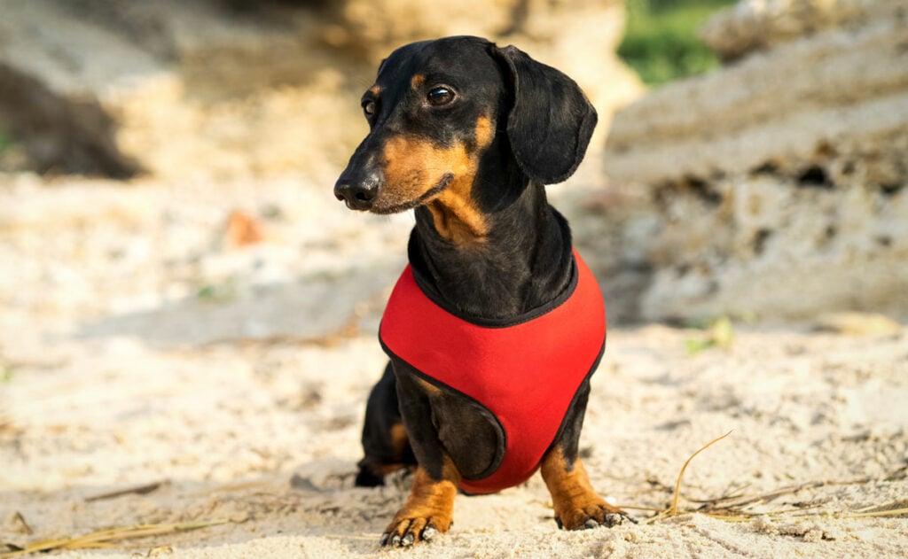 A dachshund wearing a harness on the beach