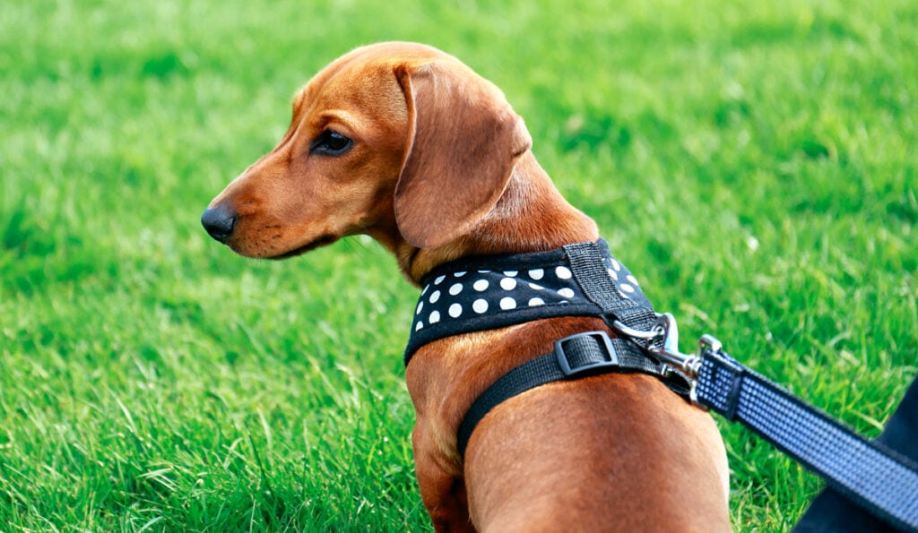 A dachshund wearing a harness