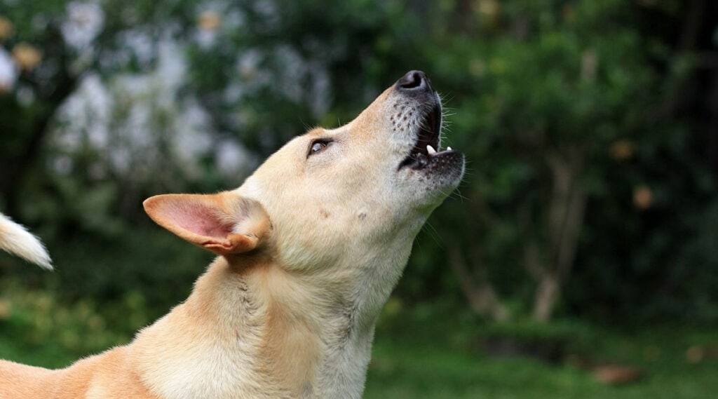 A dog howling