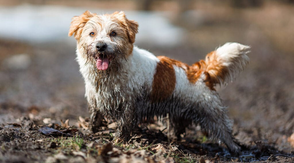 A puppy in mud