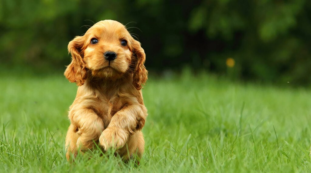 A puppy on grass