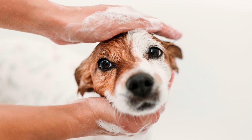Example of washing a short-haired dog